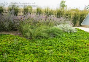 piante grasse aromatiche