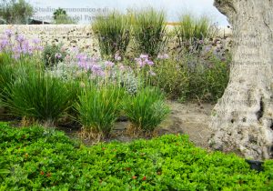 olivo piante fiori viola