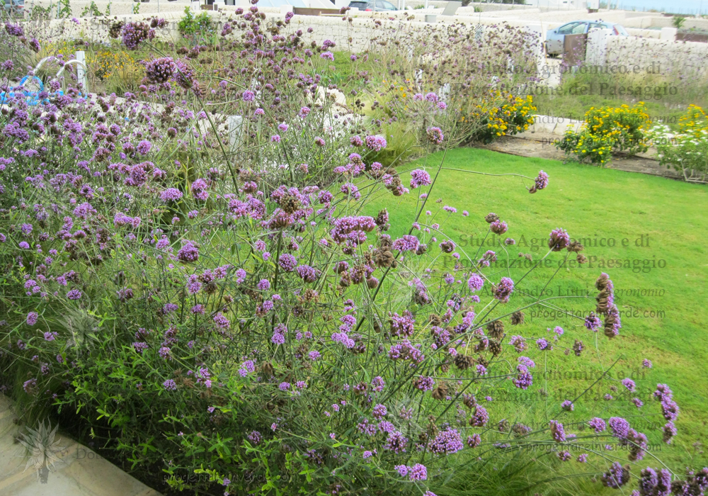 prato fiori viola fiori gialli mare siracusa sicilia
