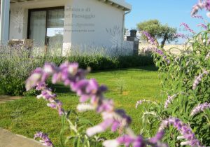 casa lavanda salvia prato ulivo