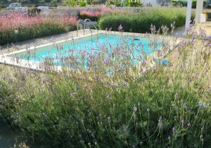 piscina lavanda siepi colorate