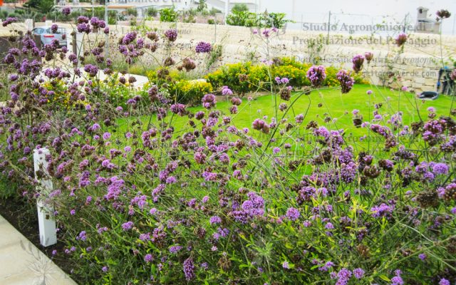 siracusa prato giardino villa fiori viola e gialli