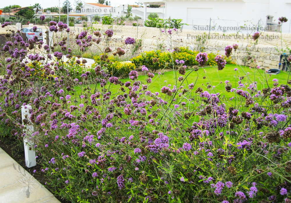 siracusa prato giardino villa fiori viola e gialli