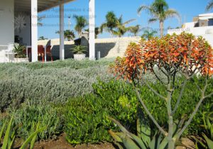 piante grasse succulente giardino aloe fiore