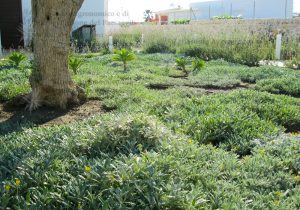 olivo piante abitazione mare agavi