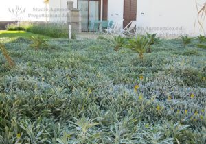prato sdraio agavi casa piante