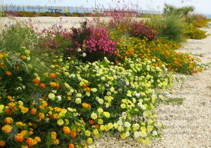 lantana salvia piante grasse aiuola parcheggio