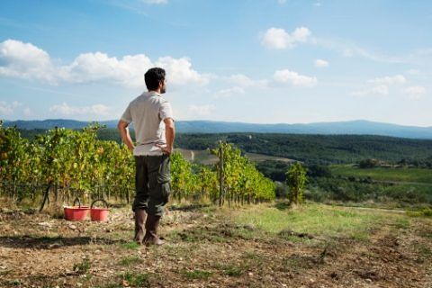 campagna vigneto finanziamenti tasso agevolato azienda agricola