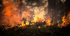 incendio foresta bosco fuoco