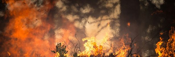 Riapertura bando “Sostegno per il ripristino delle foreste danneggiate da incendi, calamità naturali ed eventi catastrofici”