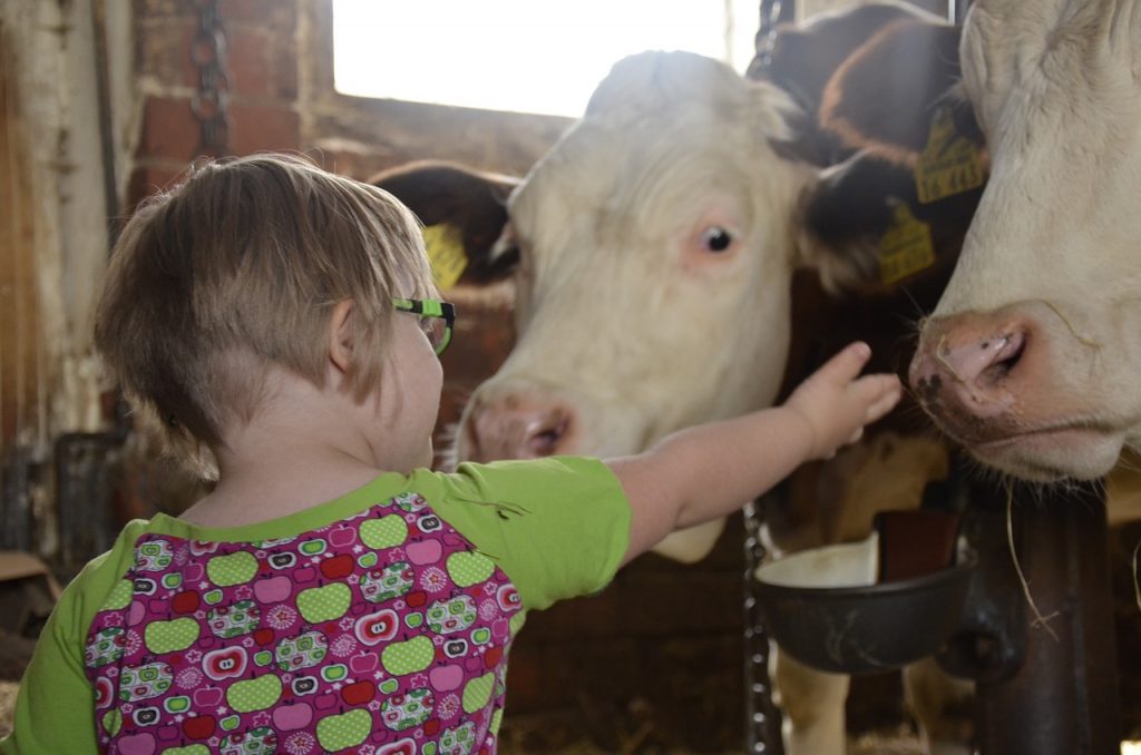 bambina disabilità animali mucche