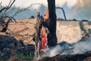 bando sicilia incendio albero bruciato