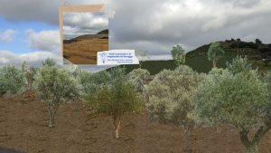 olivi colline terra azienda agricola