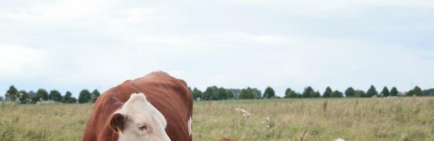 Bando Benessere degli animali