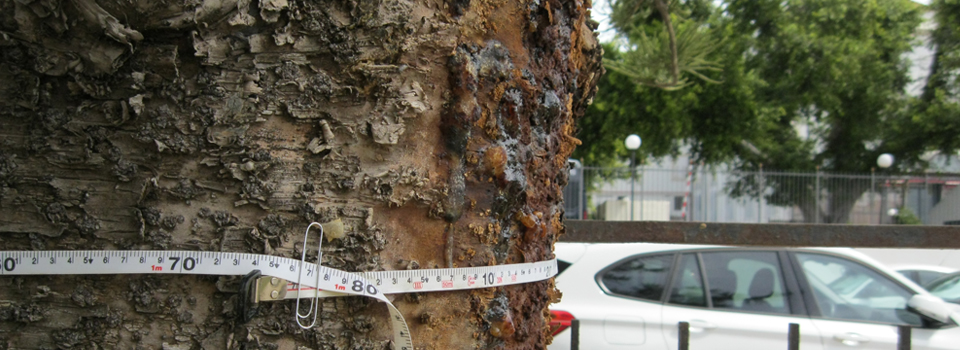 Autorizzazioni abbattimento alberi