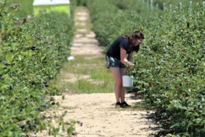 giovane donna agricoltura raccoglie frutti