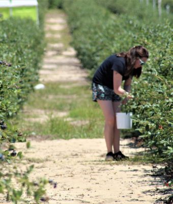 giovane donna agricoltura raccoglie frutti