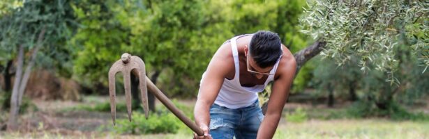 Bando insediamento Giovani Agricoltori e Nuovi Agricoltori